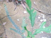 RIMG0256.JPG
